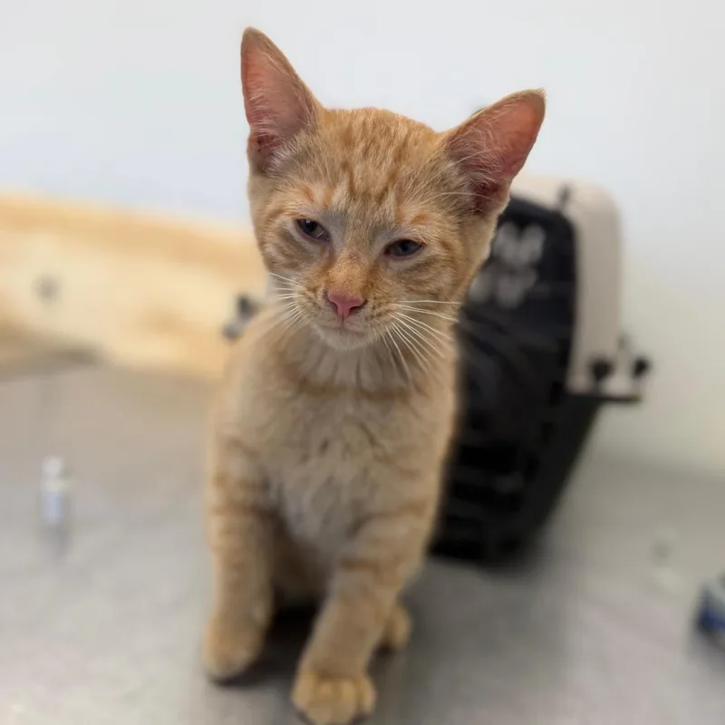 A baby small-sized male Buff / Tan / Fawn Domestic Short Hair cat named Habanero for adoption in Watertown, NY