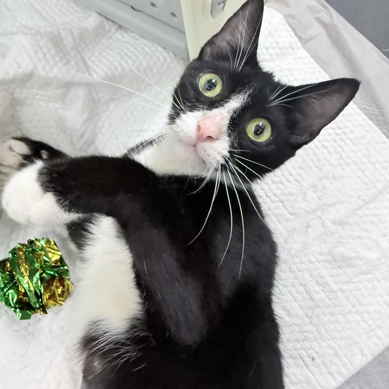 A young medium-sized female Black & White / Tuxedo American Shorthair cat named Avilee for adoption in Philadelphia, PA