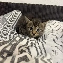 A young small-sized male Domestic Short Hair cat named Mickey for adoption in Miami, FL