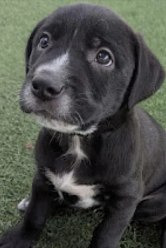 A baby medium-sized male Black Boxer dog named Goose for adoption in Morganton, NC