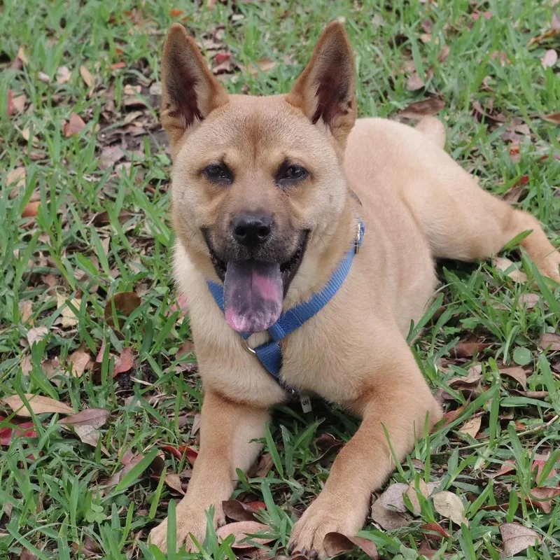 Puppy Earl thumbnail 2