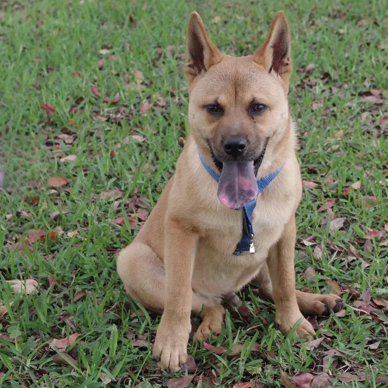 Puppy Earl thumbnail 3