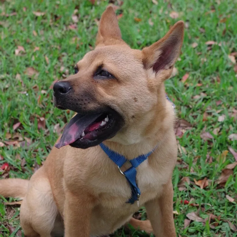 Puppy Earl thumbnail 4