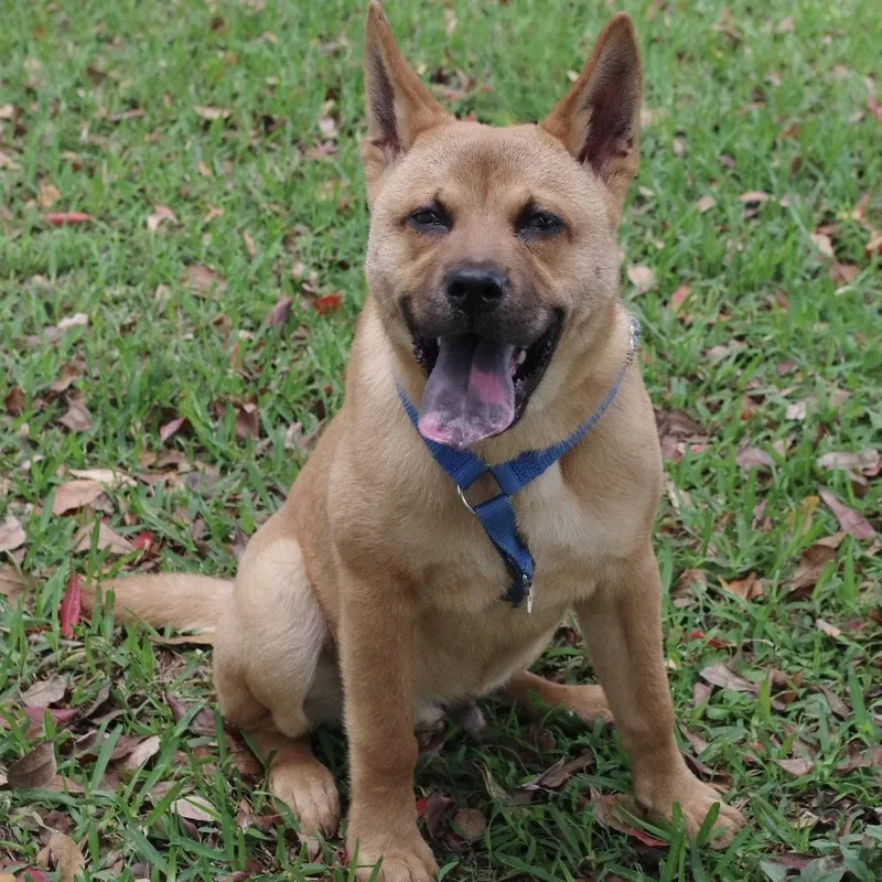 Puppy Earl thumbnail 5