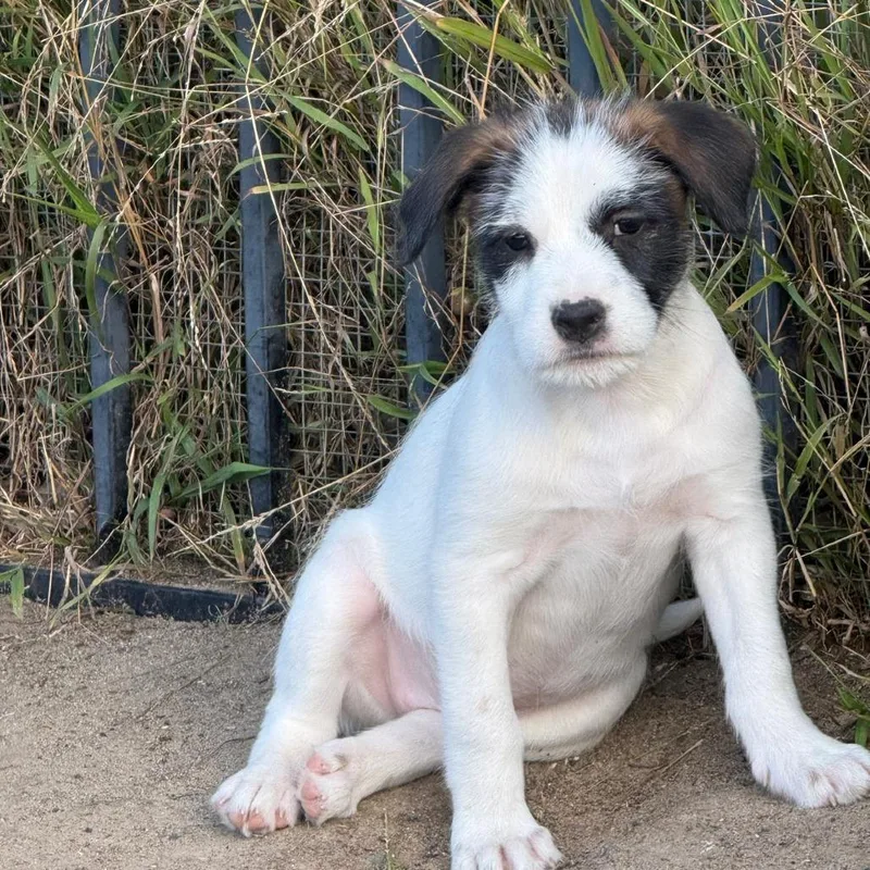 A baby small-sized female White / Cream Schnauzer dog named Valentina for adoption in San Diego, CA