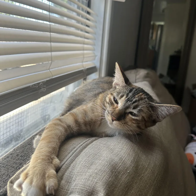 Bebe And Mini Indoor thumbnail 2