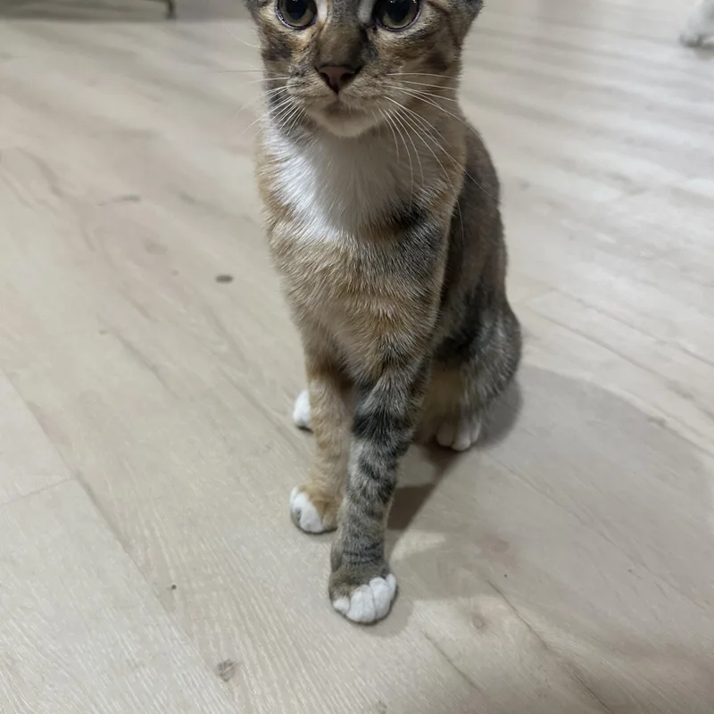 A baby medium-sized female Calico Domestic Short Hair cat named Bebe And Mini Indoor for adoption in Stockton, CA