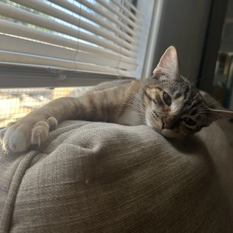 Bebe And Mini Indoor thumbnail 3