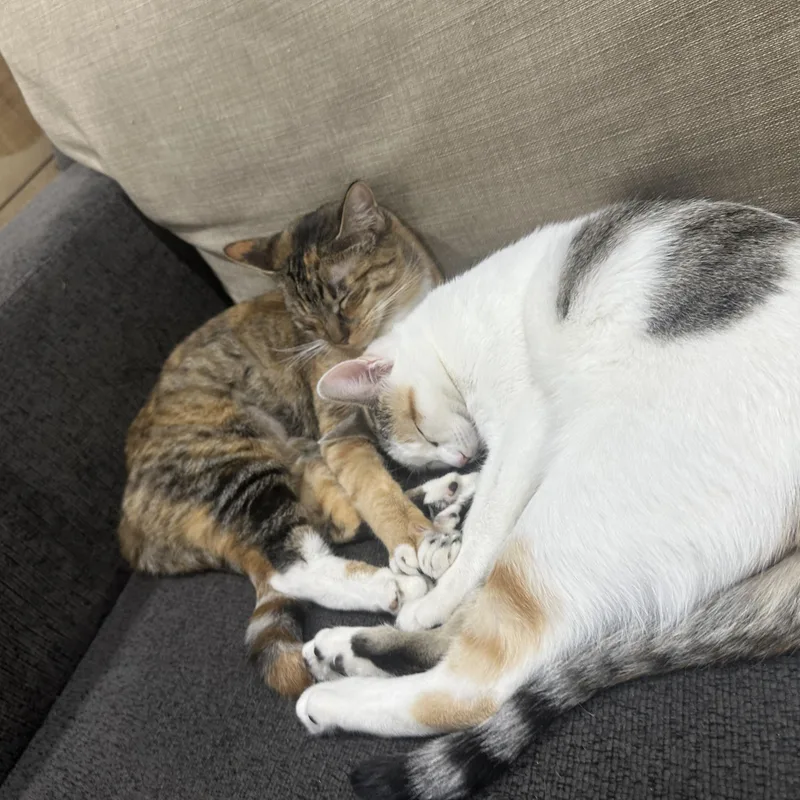 Bebe And Mini Indoor thumbnail 5