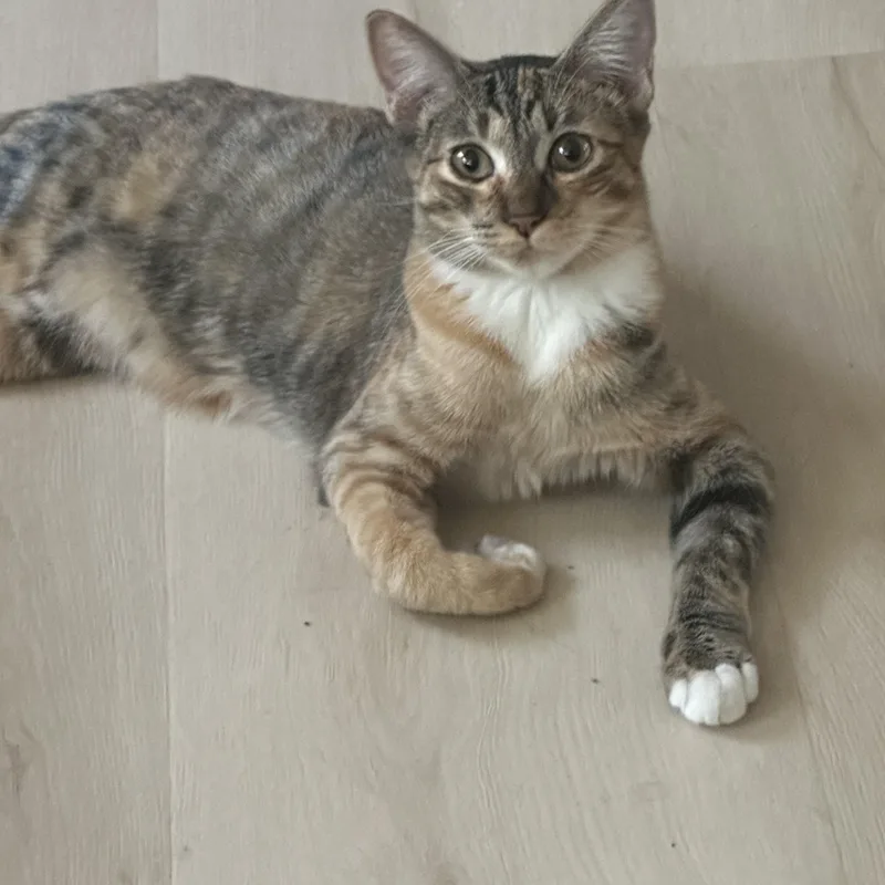 Bebe And Mini Indoor thumbnail 6