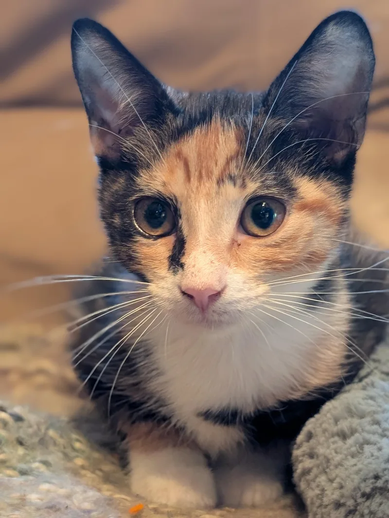 A baby medium-sized female Calico Domestic Short Hair cat named Bonnie for adoption in Smithfield, NC