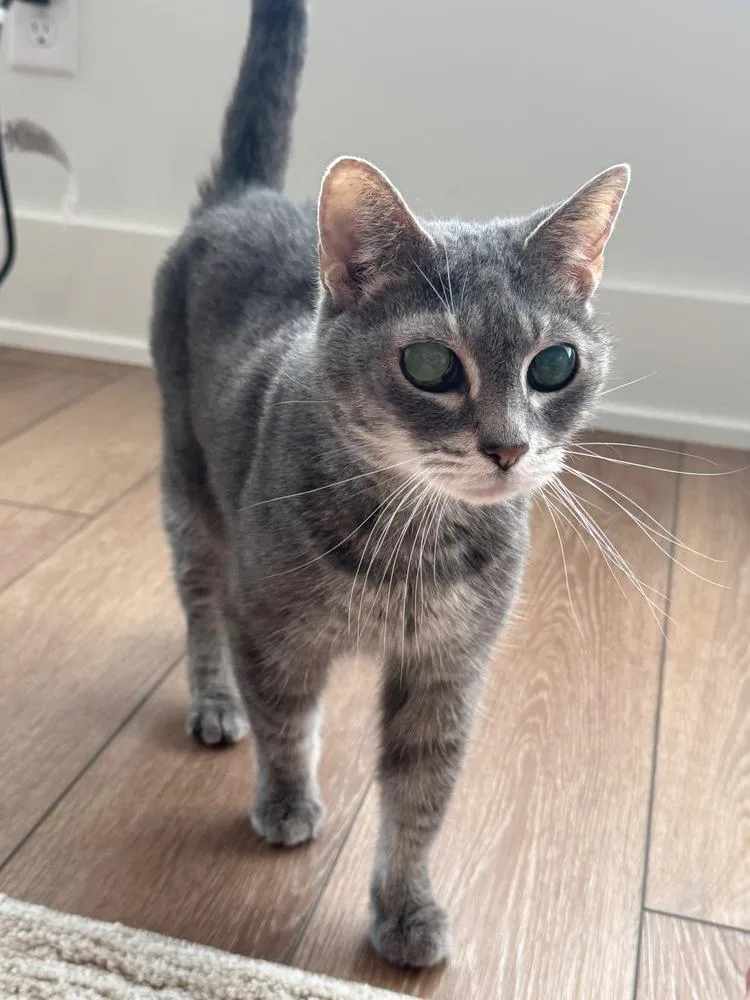 A senior small-sized female Gray & White Domestic Short Hair cat named Ellie for adoption in Plymouth, MN