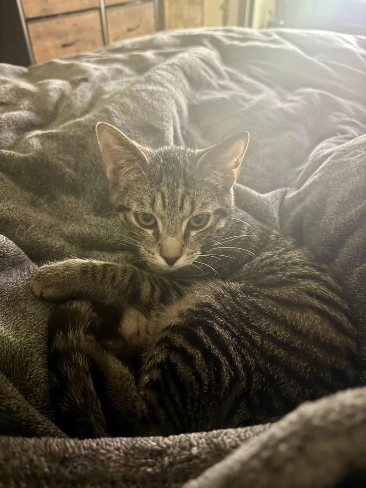 Teddy Ruxpin thumbnail 3