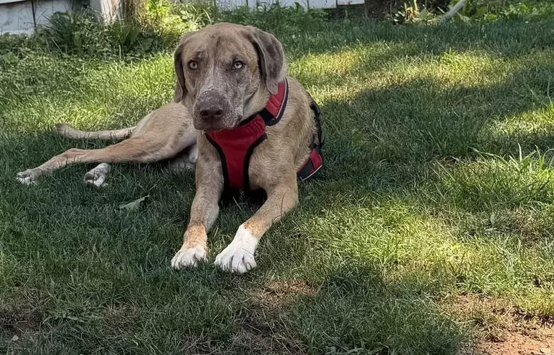 An adult medium-sized male Catahoula Leopard Dog dog named Sunny for adoption in Picayune, MS