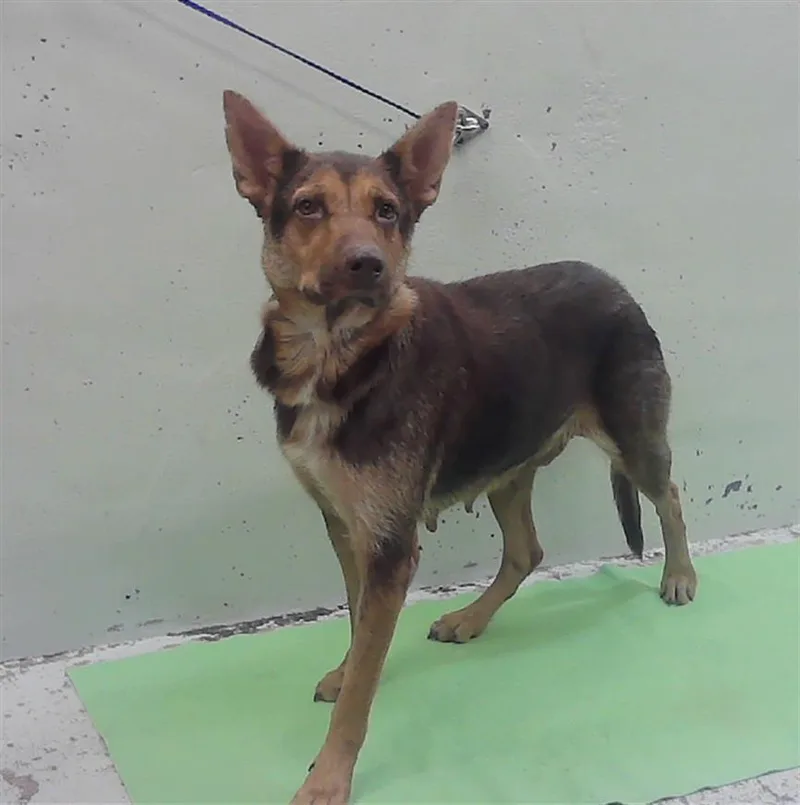 A young large-sized female German Shepherd Dog dog named Sunflower for adoption in Houston, TX