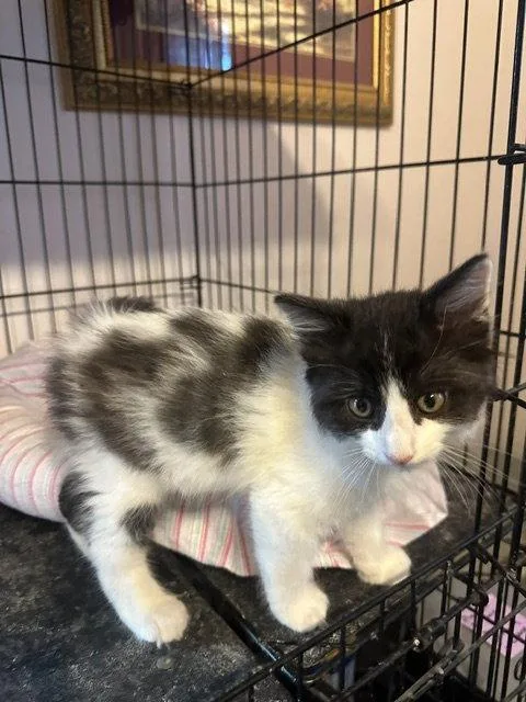 A young medium-sized male Black & White / Tuxedo Domestic Medium Hair cat named Pepe for adoption in Ocean Pines, MD