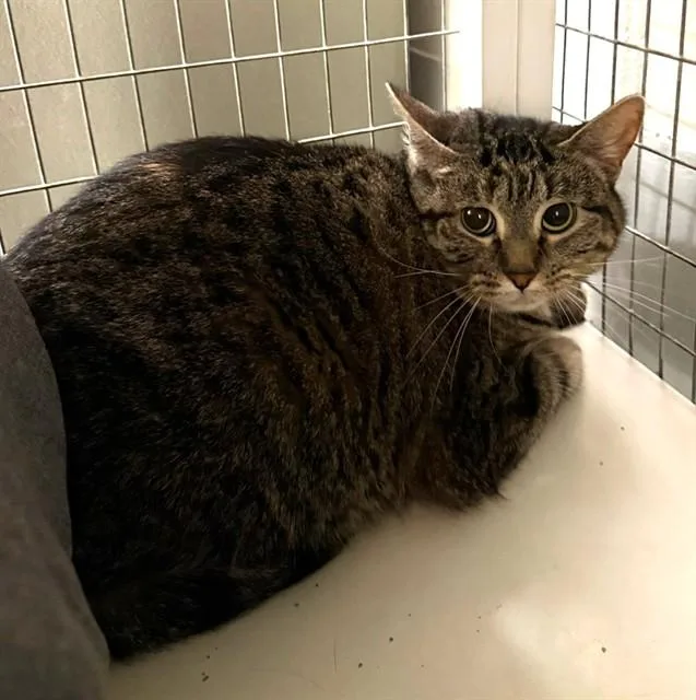 An adult medium-sized female Domestic Short Hair cat named Jane Pawsten for adoption in Peoria, IL