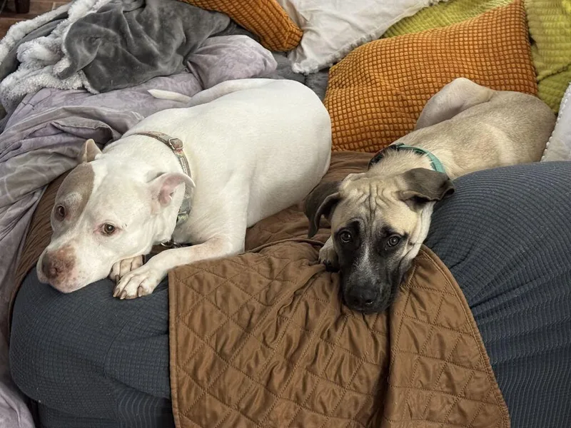 A baby medium-sized male Boxer dog named Gilmore for adoption in Pflugerville, TX