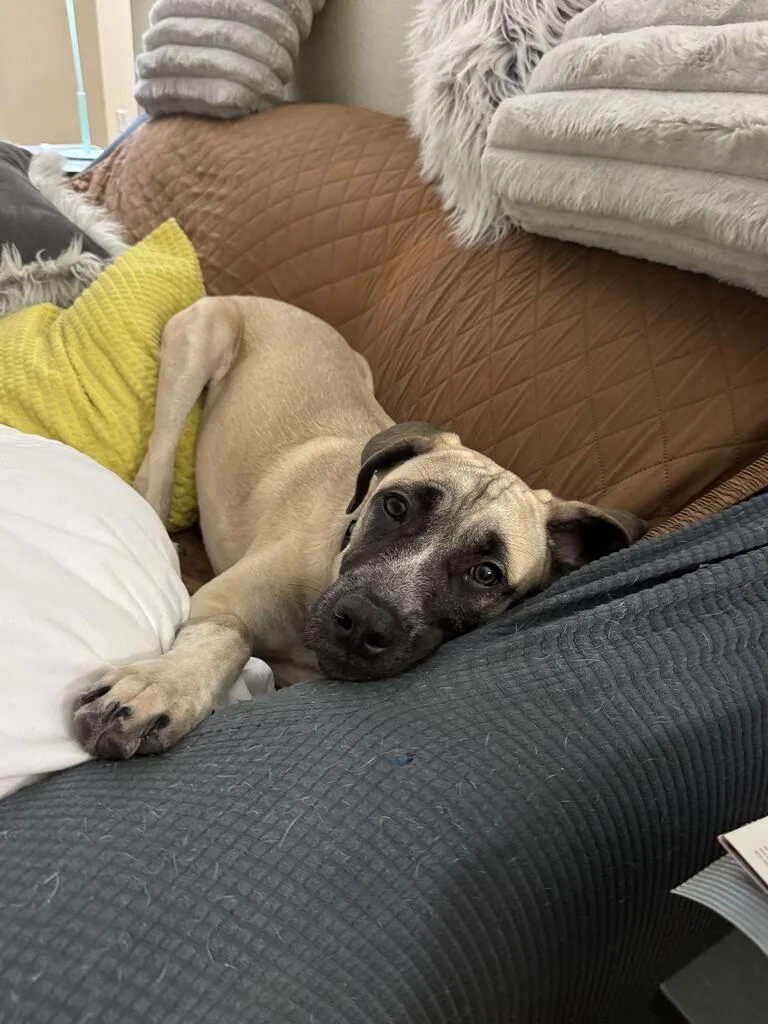 Gilmore thumbnail 3