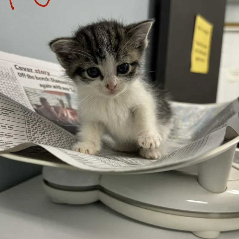 A baby small-sized female Brown / Chocolate Domestic Short Hair cat named MLK Jr.'s Birthday for adoption in Columbia, MO