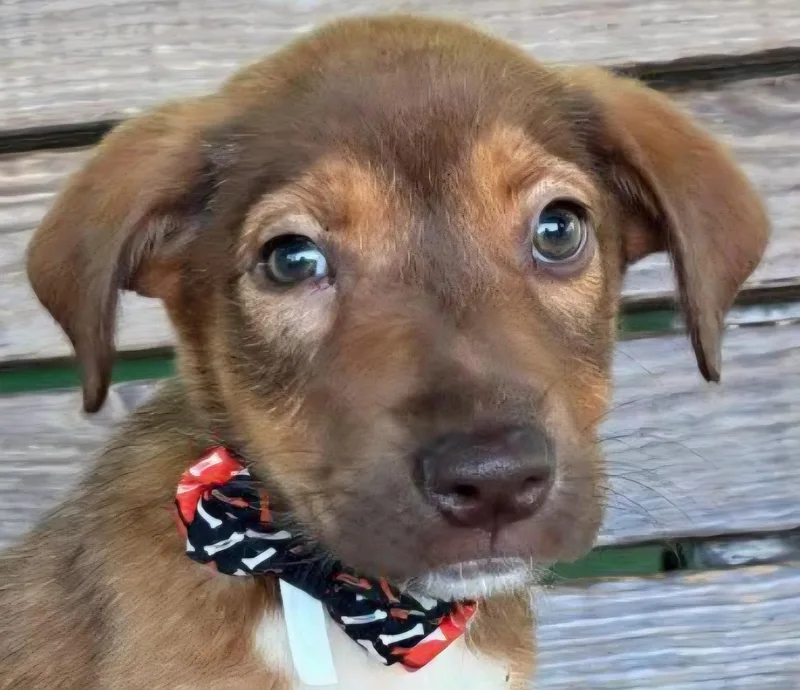 Ginger Gigi "the Cuteness