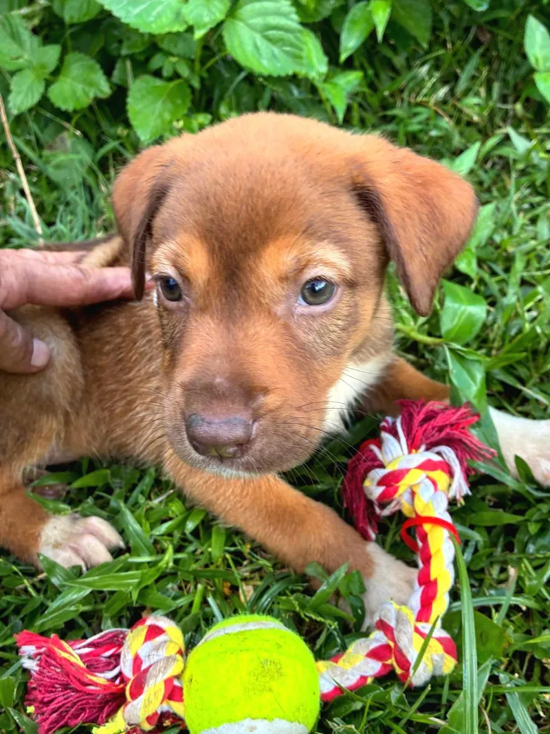 Ginger Gigi "the Cuteness thumbnail 2