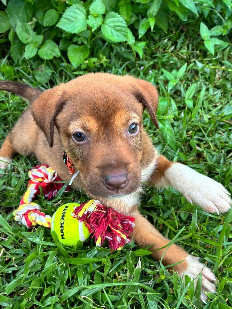 Ginger Gigi "the Cuteness thumbnail 3