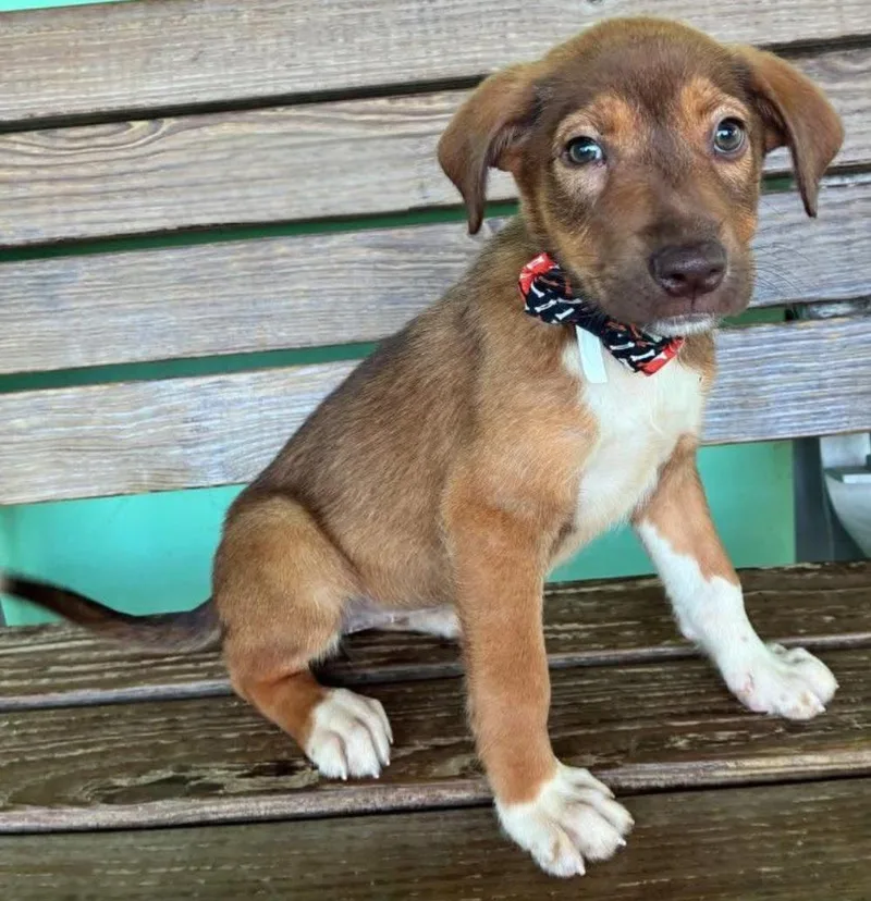 Ginger Gigi "the Cuteness thumbnail 4