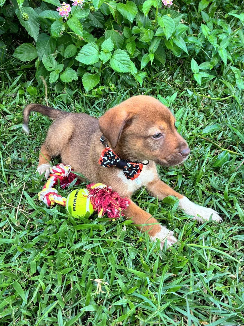 Ginger Gigi "the Cuteness thumbnail 5