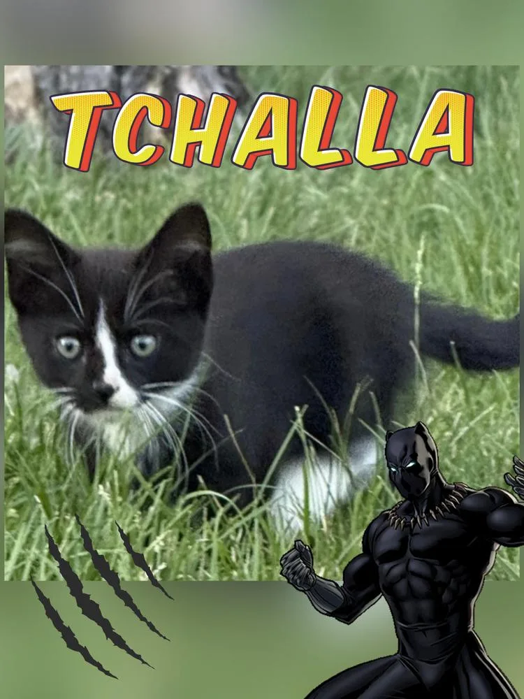 A baby small-sized male Domestic Short Hair cat named Tchalla for adoption in Ferndale, MI