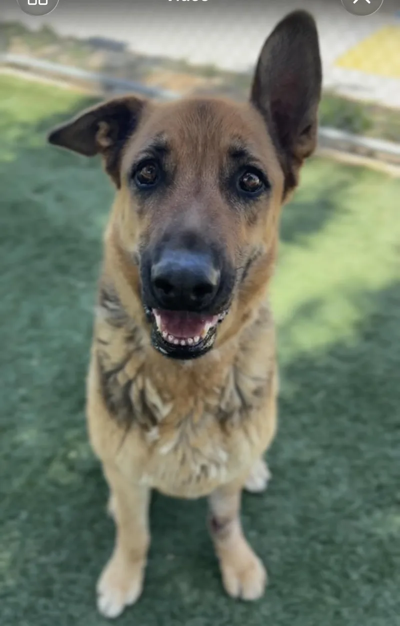 A senior large-sized male German Shepherd Dog dog named Hart for adoption