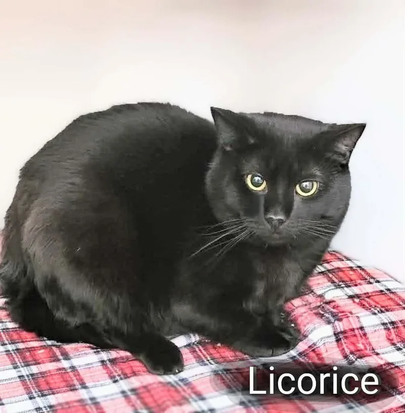 Licorice