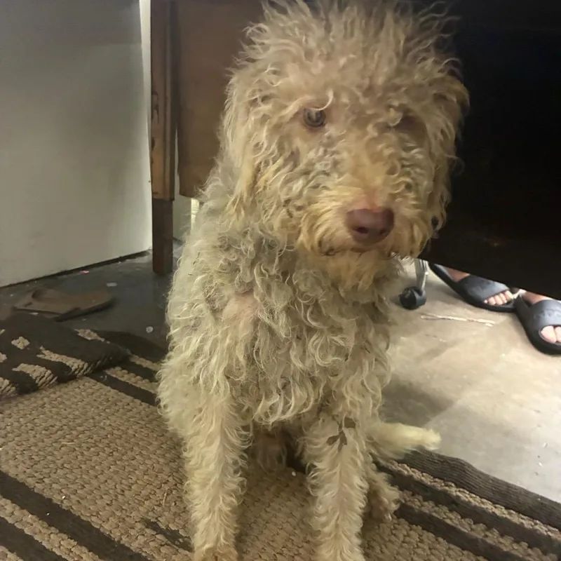 A young medium-sized male White / Cream Poodle dog named Curly joe for adoption in Corbin, KY
