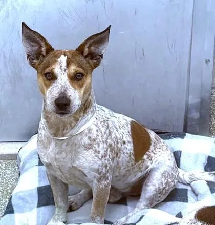 An adult medium-sized male Parson Russell Terrier dog named Bruno for adoption in Washington, DC