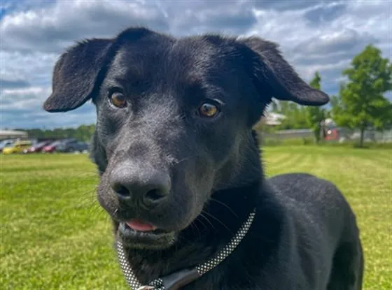 Rex