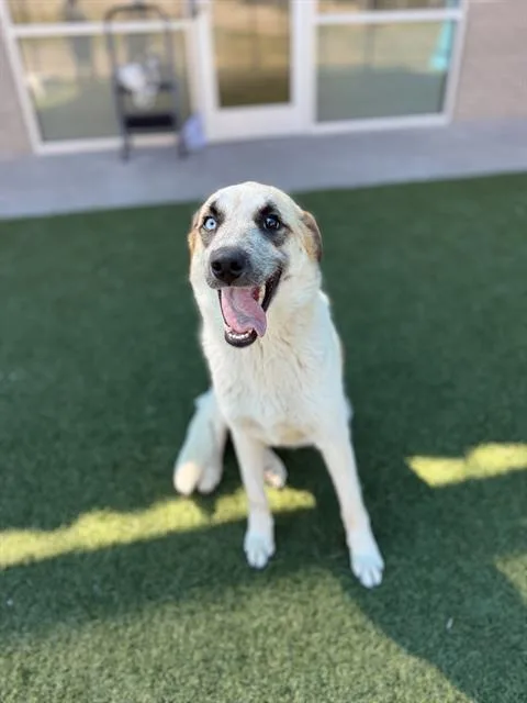 A young large-sized female Mixed Breed dog named Lottie for adoption in Dallas, TX