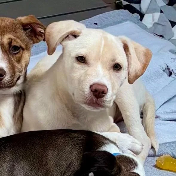 A baby medium-sized male Yellow / Tan / Blond / Fawn Mixed Breed dog named River for adoption in New York, NY