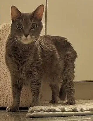 An adult small-sized female Gray / Blue / Silver Domestic Medium Hair cat named PiXiE for adoption in Orlando, FL