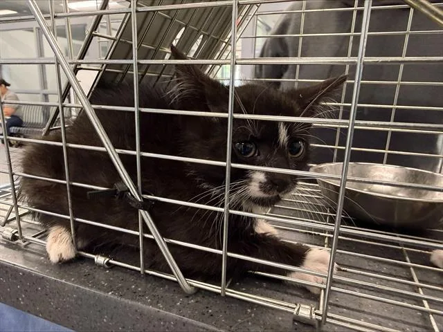 A baby small-sized male Domestic Short Hair cat named A for adoption in Charlotte, NC