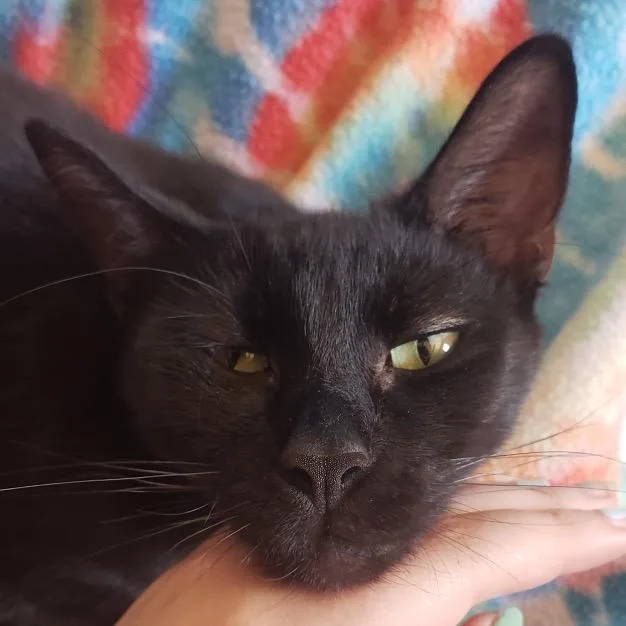 An adult medium-sized female Black Domestic Short Hair cat named Bonnie for adoption in Troy, IL