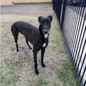 An adult large-sized male Greyhound dog named In the West for adoption in North Port, FL