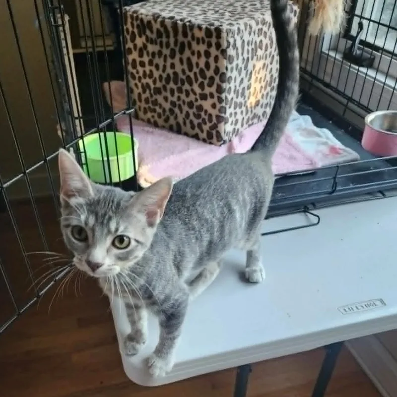 A baby medium-sized female Tabby (Gray / Blue / Silver) Domestic Short Hair cat named Macchiato for adoption in Chicago, IL
