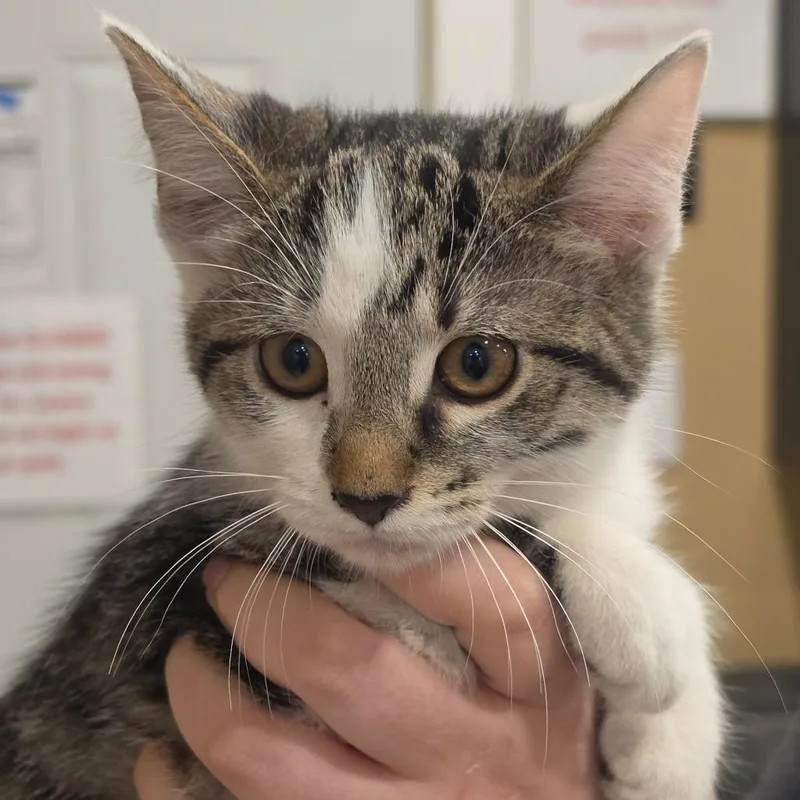 A baby small-sized female White Domestic Medium Hair cat named Rose for adoption in Tipton, IN