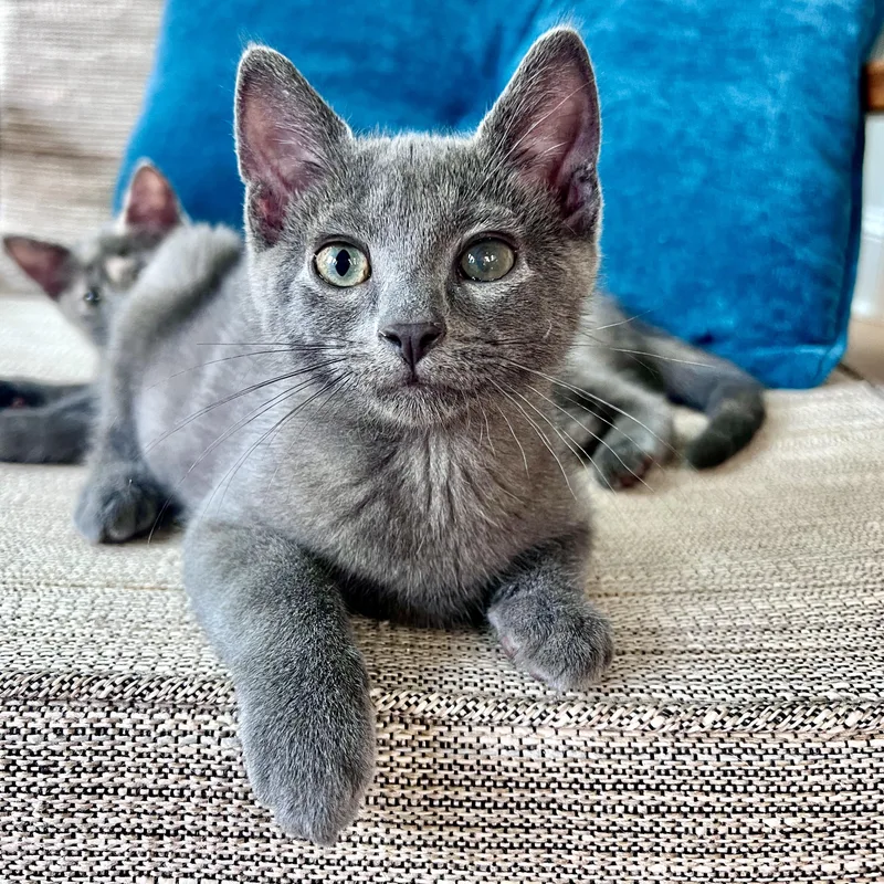 Smokie