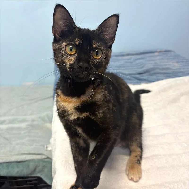 A baby medium-sized female Tortoiseshell Domestic Short Hair cat named Aphrodite for adoption in Fort Lauderdale, FL
