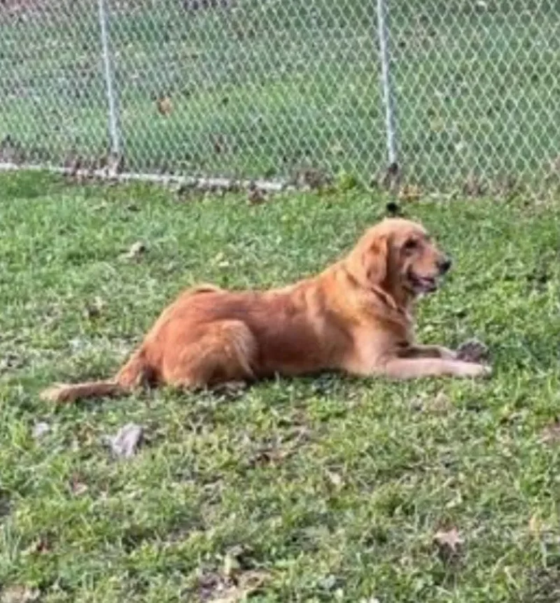 An adult medium-sized female Golden Retriever dog named Belle for adoption in Lewistown, PA