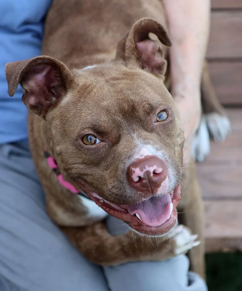 Quesadilla thumbnail 2