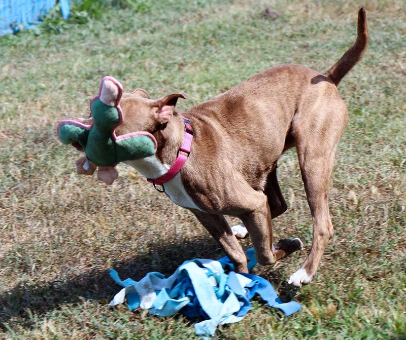 Quesadilla thumbnail 3