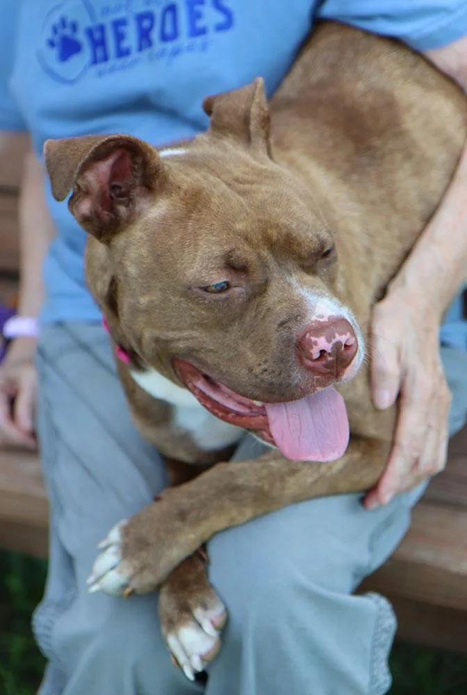 Quesadilla thumbnail 4