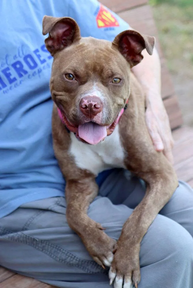 Quesadilla thumbnail 5